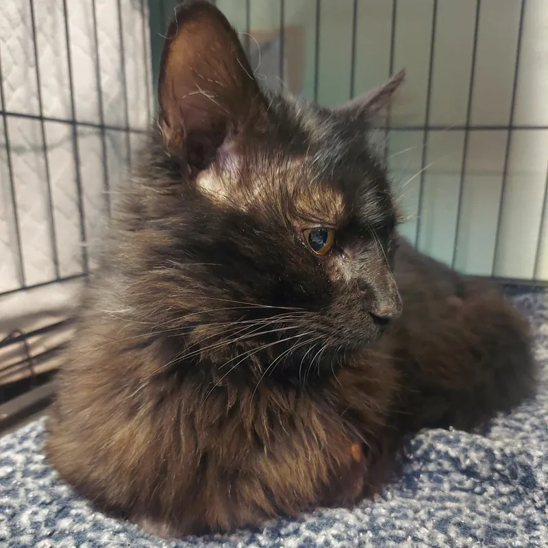 An adult large-sized male Black Domestic Long Hair cat named Sarge for adoption in Las Vegas, NV