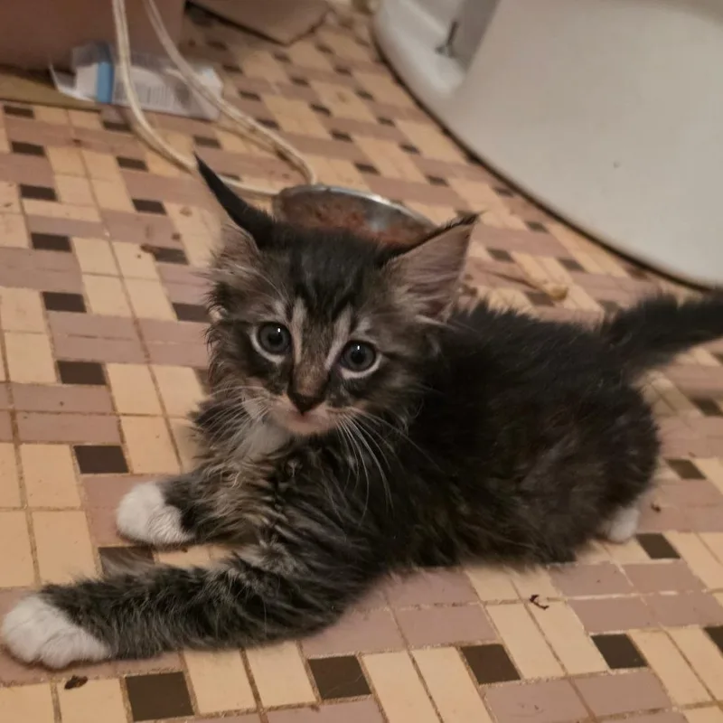 A baby small-sized male Brown / Chocolate Domestic Long Hair cat named Hermes for adoption in Melrose, FL