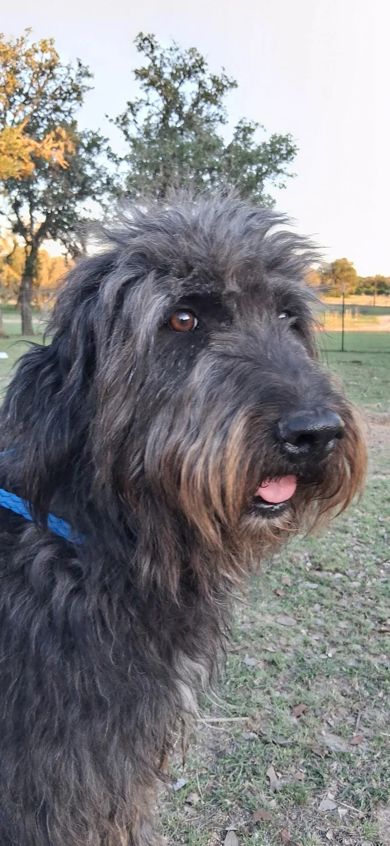 Shaggy thumbnail 2