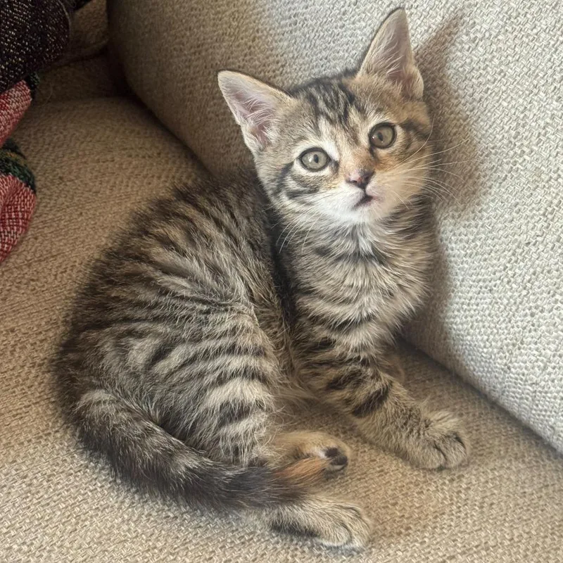 A baby small-sized female Domestic Short Hair cat named Pixie for adoption in Winchester, VA