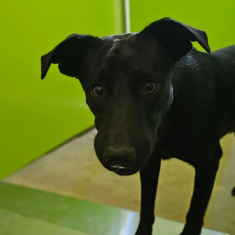 An adult medium-sized female Black Mixed Breed dog named DMidnight for adoption in Tulsa, OK