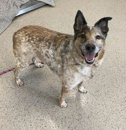 A senior medium-sized male Cattle Dog dog named Dingo for adoption in Fishers, IN