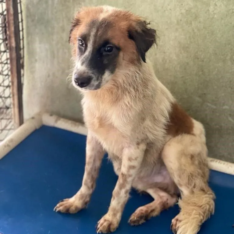 A young medium-sized male White / Cream Mixed Breed dog named Dion for adoption in San Juan, PR