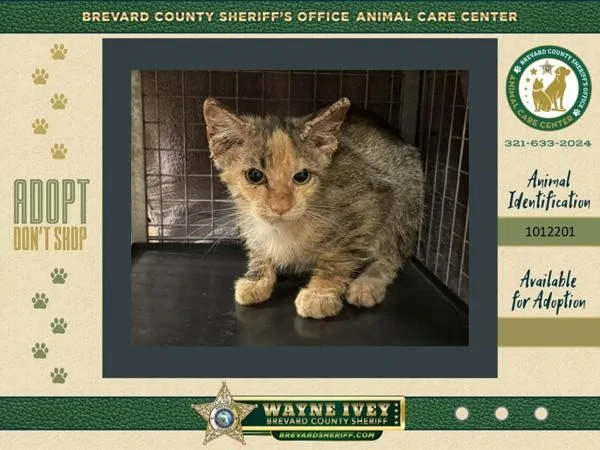 A baby small-sized female Domestic Short Hair cat named Frankie for adoption in Melbourne, FL