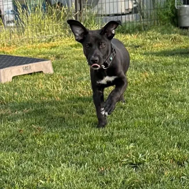 A baby small-sized female Black Labrador Retriever dog named Indy for adoption in Ferndale, WA