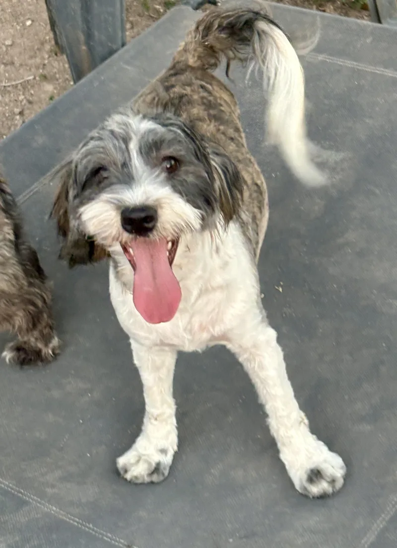 A baby small-sized female Shih Tzu dog named Charlotte for adoption in Mcallen, TX
