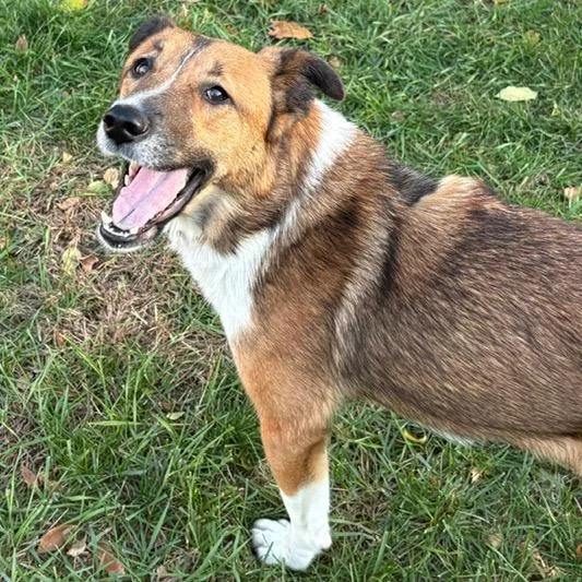 An adult medium-sized female Brown / Chocolate Mixed Breed dog named Fleetwood Mac for adoption in Buffalo, MN