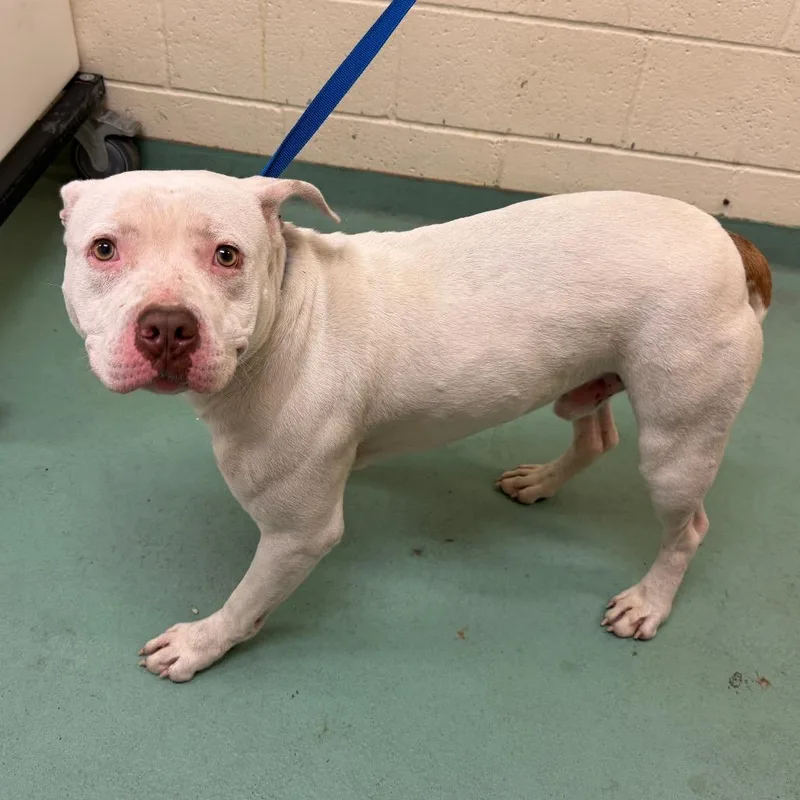 A young large-sized male White / Cream Mixed Breed dog named Hugo for adoption in Memphis, TN