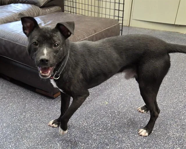 An adult medium-sized male Pit Bull Terrier dog named Nacho for adoption in Anchorage, AK
