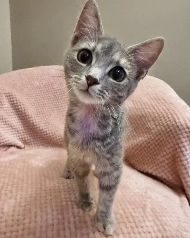 A young medium-sized female Tabby cat named Graffiti for adoption in Knoxville, TN