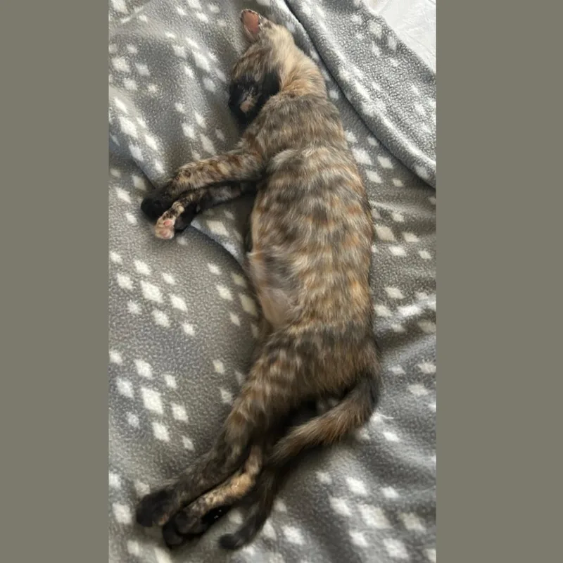 A baby small-sized female Tortoiseshell Domestic Short Hair cat named Pip for adoption in Pleasant Hill, CA