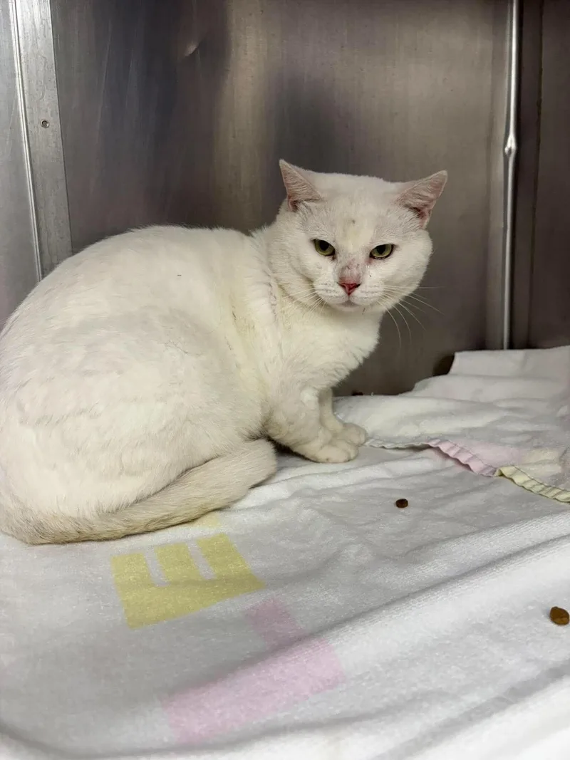 An adult medium-sized male Domestic Short Hair cat named Sloane for adoption in Burgaw, NC