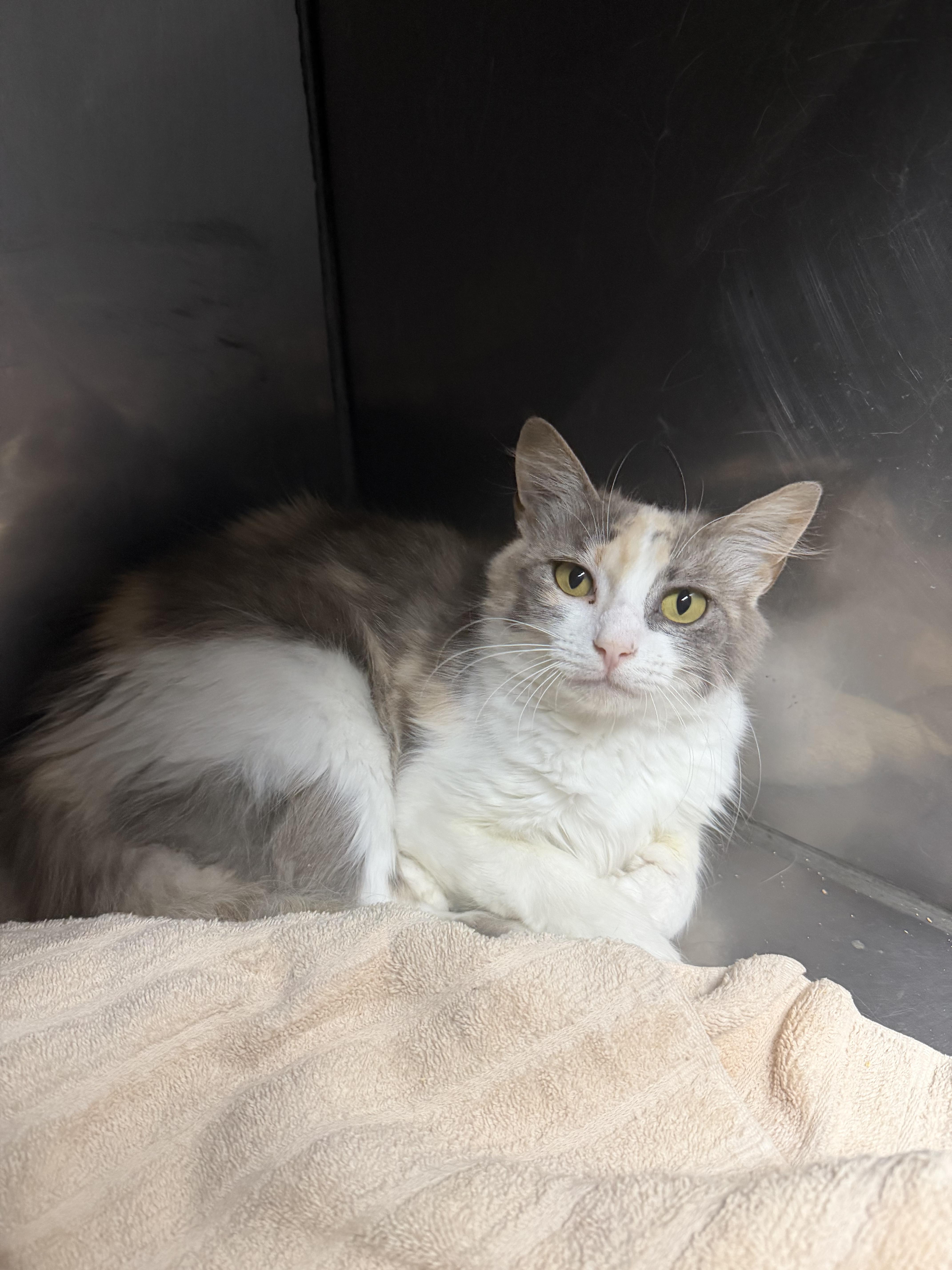 An adult medium-sized female Domestic Long Hair cat named Emma Jean for adoption in Elizabethtown, NC