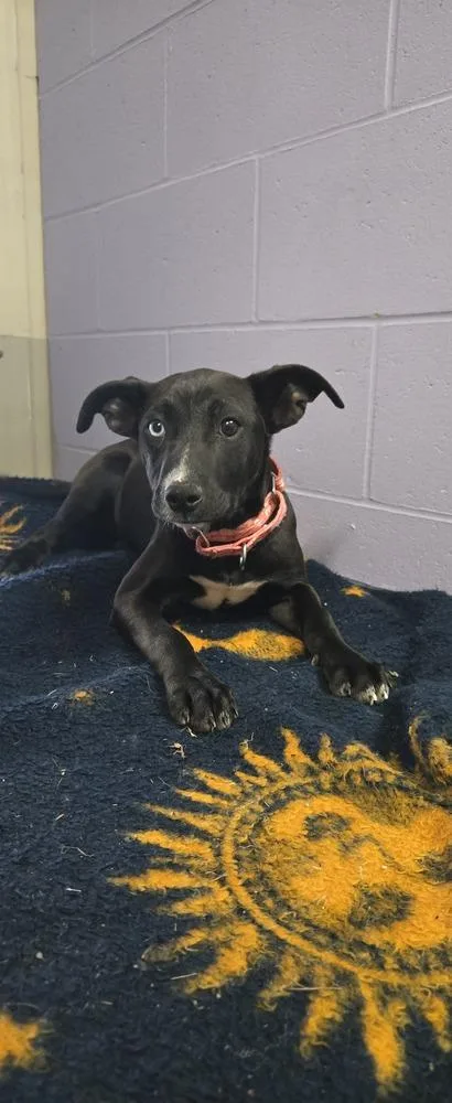 Bluebell thumbnail 2