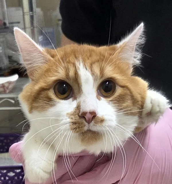 A young small-sized male Domestic Long Hair cat named Wilbur for adoption in El Cajon, CA
