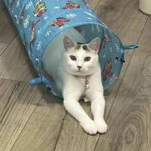 A young small-sized female White Domestic Short Hair cat named Teaspoon for adoption in Prescott, AZ
