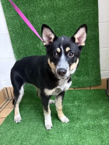 A baby small-sized female Cattle Dog dog named Kalli for adoption in Gainesville, FL