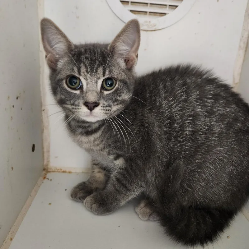 A baby small-sized male Domestic Short Hair cat named Bandit for adoption in Walnutport, PA