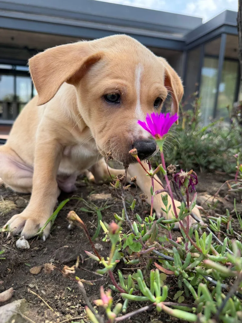 A baby large-sized female Apricot / Beige Mixed Breed dog named Trixie for adoption in Austin, TX