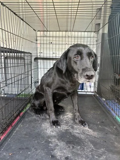 A senior medium-sized female Labrador Retriever dog named Della for adoption in West Memphis, AR