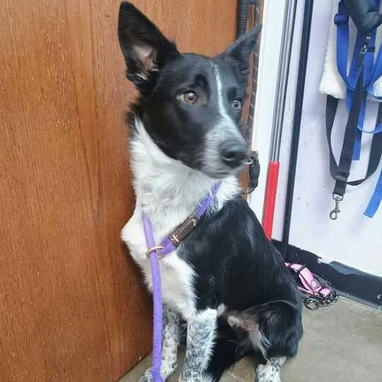 An adult medium-sized male Black Mixed Breed dog named Keir for adoption in Davenport, IA