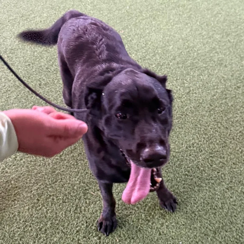 A senior medium-sized male Black Labrador Retriever dog named Duke for adoption in LOXAHATCHEE, FL