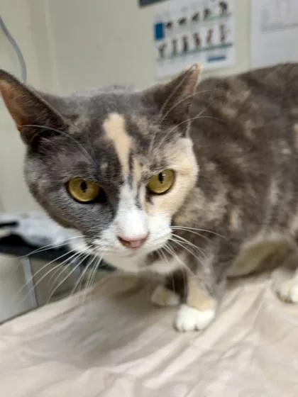 An adult medium-sized female Domestic Short Hair cat named Muppet for adoption in San Antonio, TX