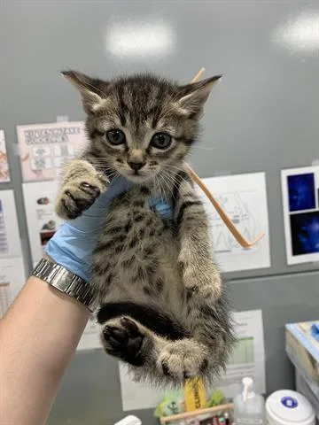 A baby small-sized female Domestic Short Hair cat named Ladybug for adoption in San Martin, CA