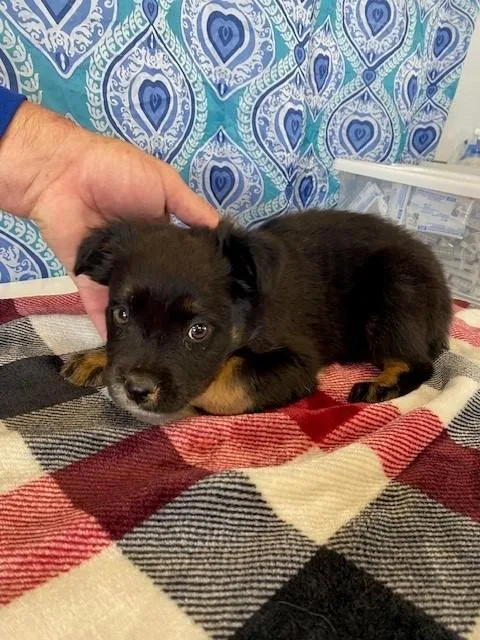 A baby small-sized female Shepherd dog named Kit Kat for adoption in Moriarty, NM