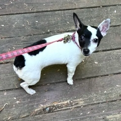A baby small-sized female White / Cream Chihuahua dog named Roxy for adoption in Kannapolis, NC