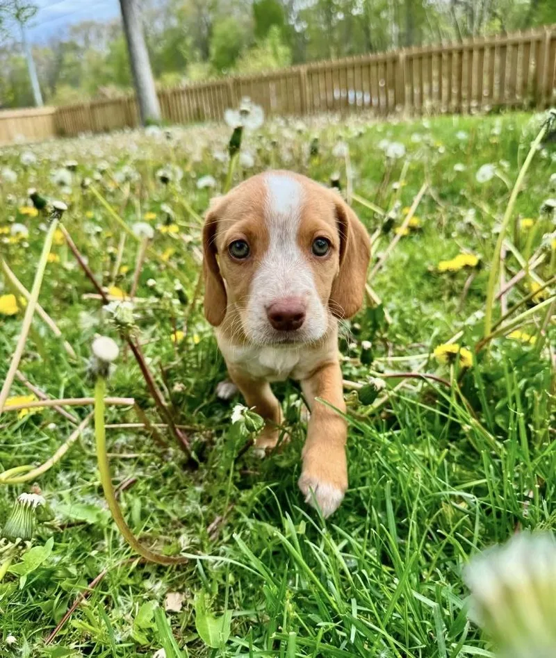 Bambi