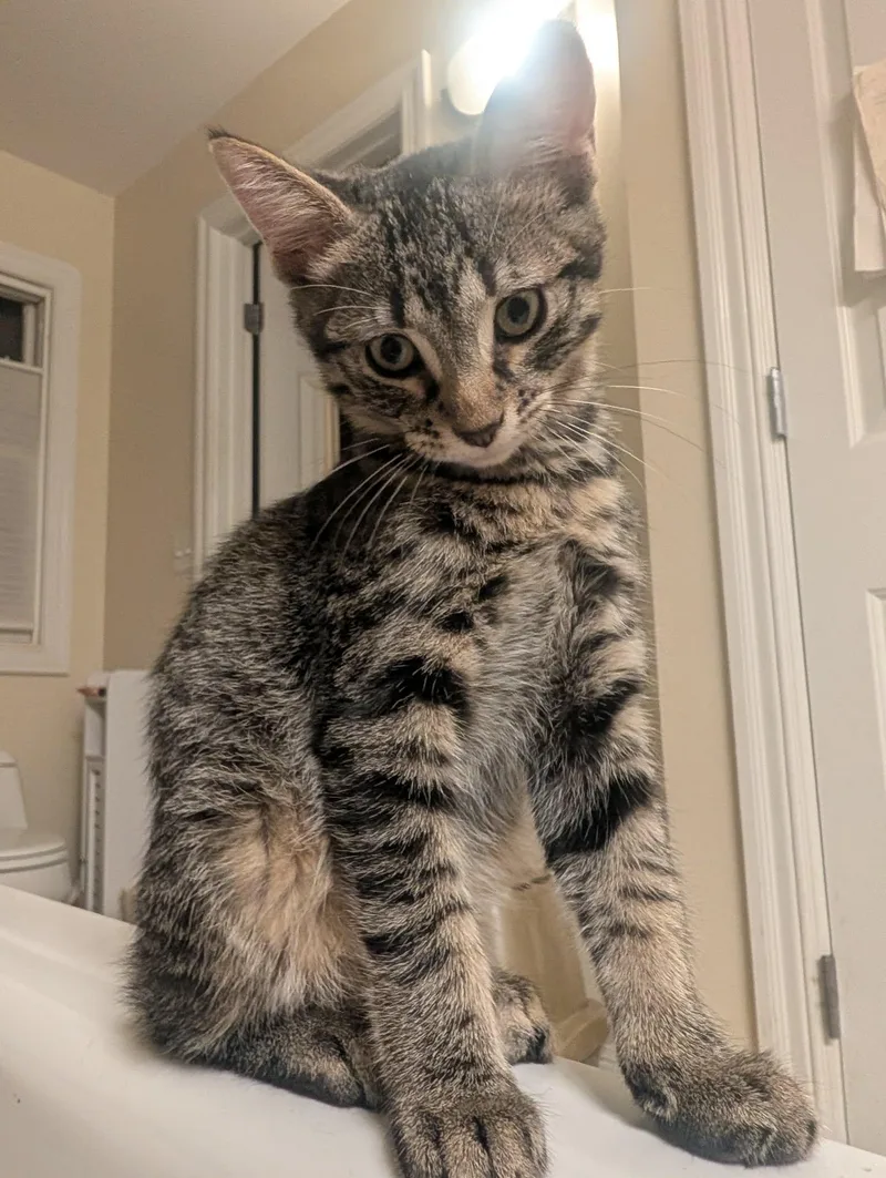 A baby medium-sized male American Shorthair cat named Bulgogi for adoption in Manhattan, KS