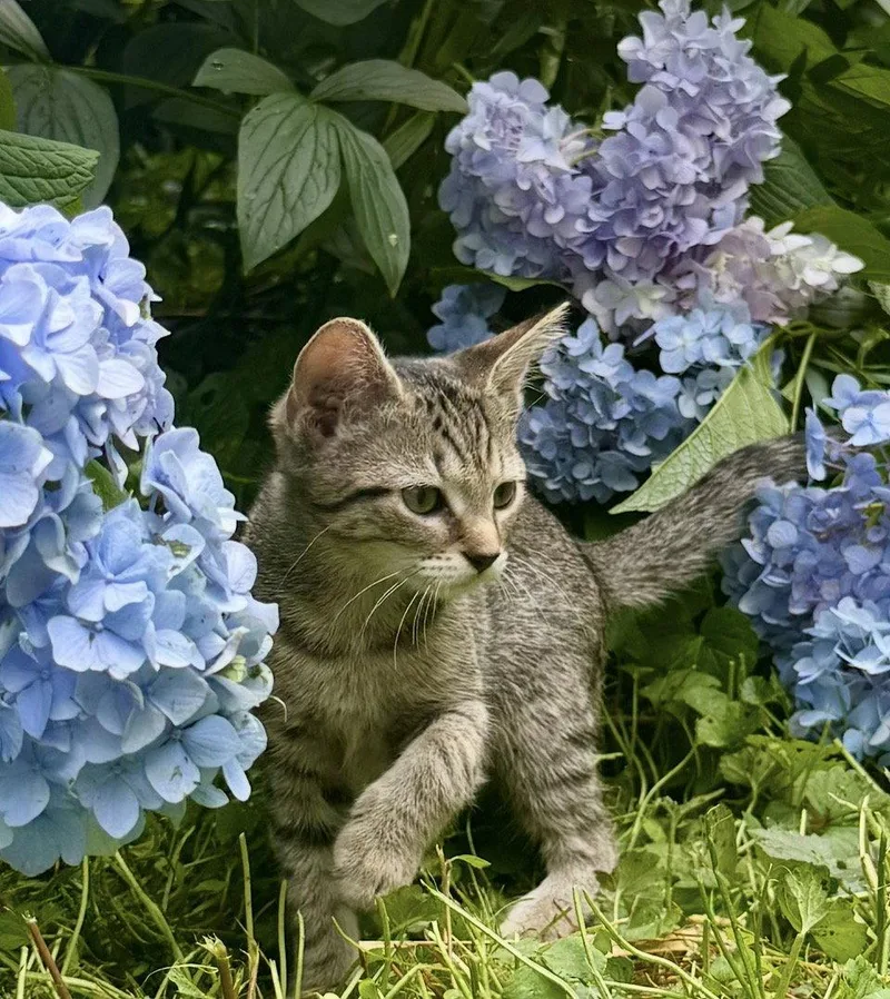 A baby medium-sized female Domestic Short Hair cat named Paris for adoption in Herndon, VA