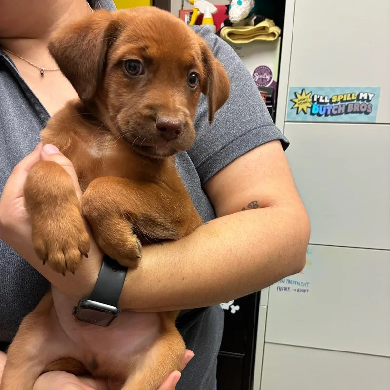 A baby medium-sized male Red / Chestnut / Orange Hound dog named Gumbo for adoption in Bryan, TX