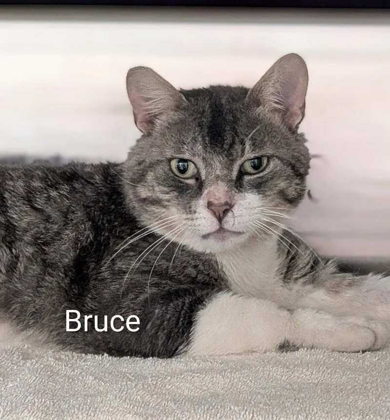 An adult large-sized male Tabby (Gray / Blue / Silver) Domestic Short Hair cat named Bruce for adoption in Flint, MI