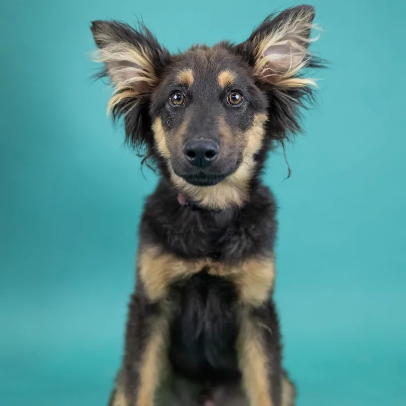 A young medium-sized male Brown / Chocolate Mixed Breed dog named Cash for adoption in Portland, OR