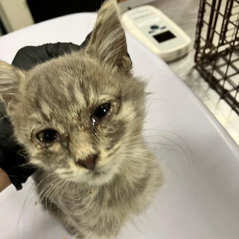 A baby small-sized female Domestic Short Hair cat named 112443 for adoption in Las Cruces, NM