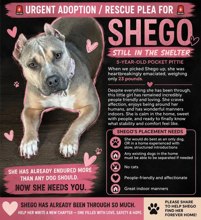 An adult medium-sized female Pit Bull Terrier dog named Shego for adoption in Chickamauga, GA