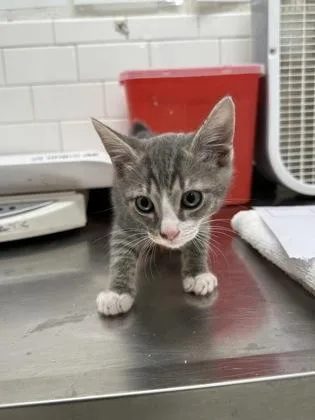 A baby small-sized female Domestic Short Hair cat named Lavender for adoption in Atlanta, GA