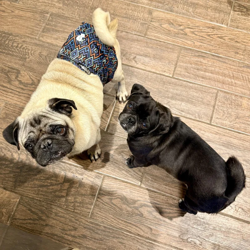 A senior small-sized male Pug dog named Otis for adoption in Murphysboro, IL