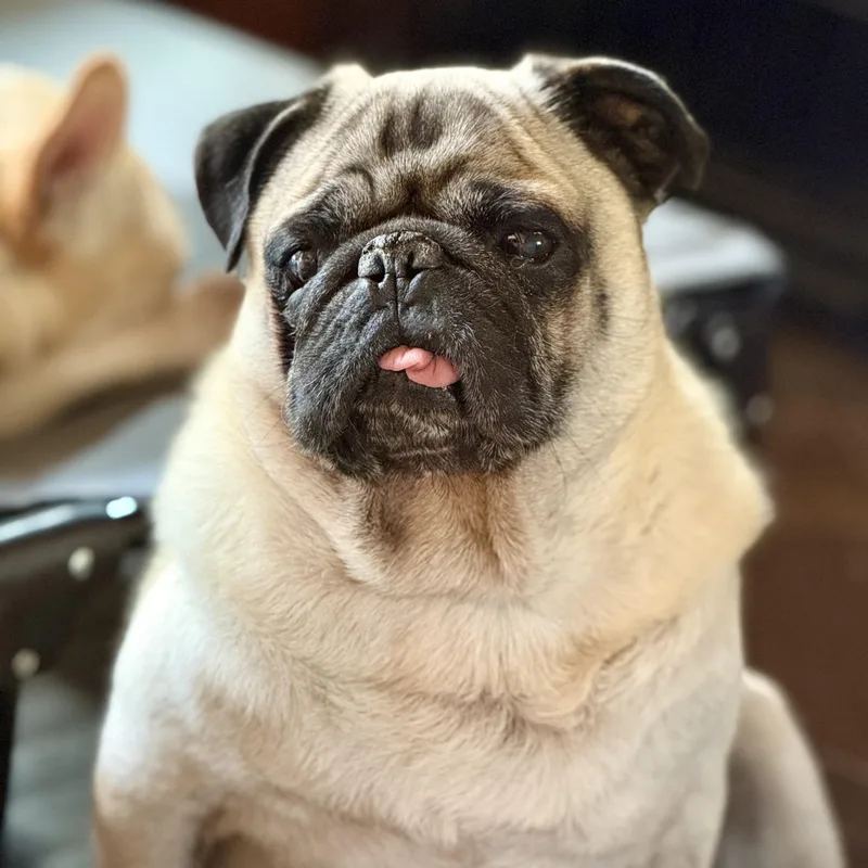Otis thumbnail 2
