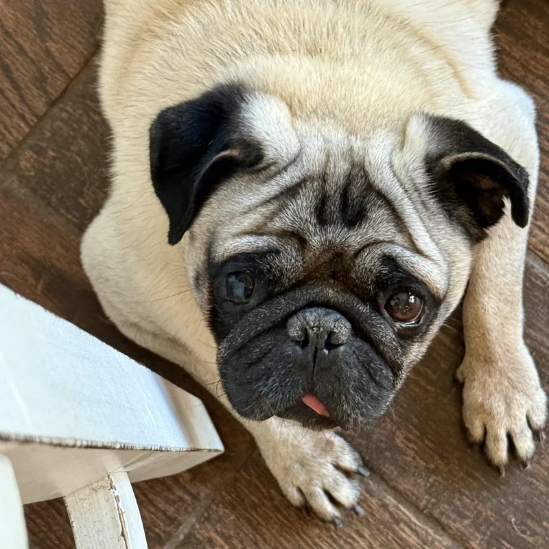 Otis thumbnail 3