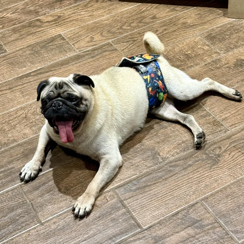 Otis thumbnail 4