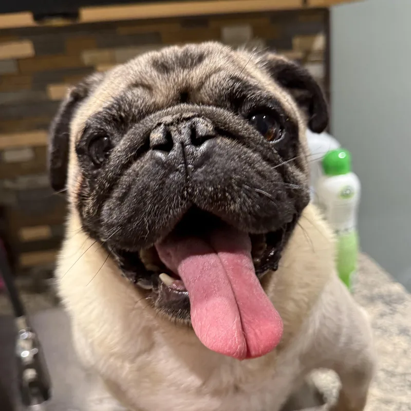 Otis thumbnail 6