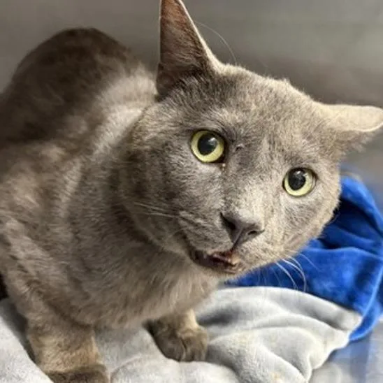 An adult small-sized male Domestic Short Hair cat named Ajay for adoption in New York, NY