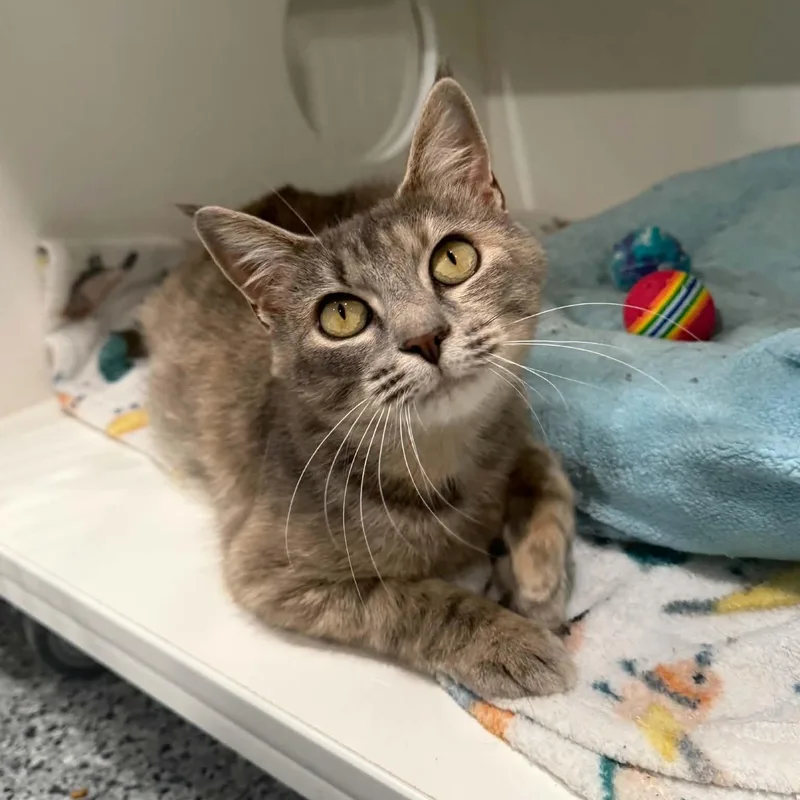 A young medium-sized female Dilute Tortoiseshell Domestic Short Hair cat named Wonder for adoption in Penn Yan, NY