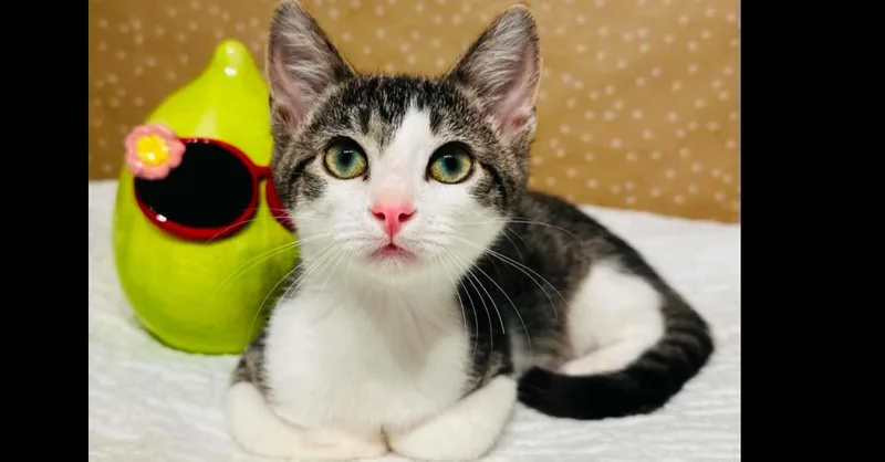 A baby small-sized male Domestic Short Hair cat named Fred for adoption in Groveland, MA