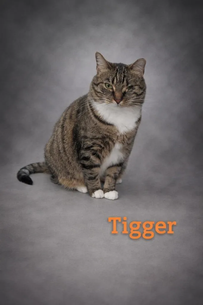 Tigger thumbnail 2