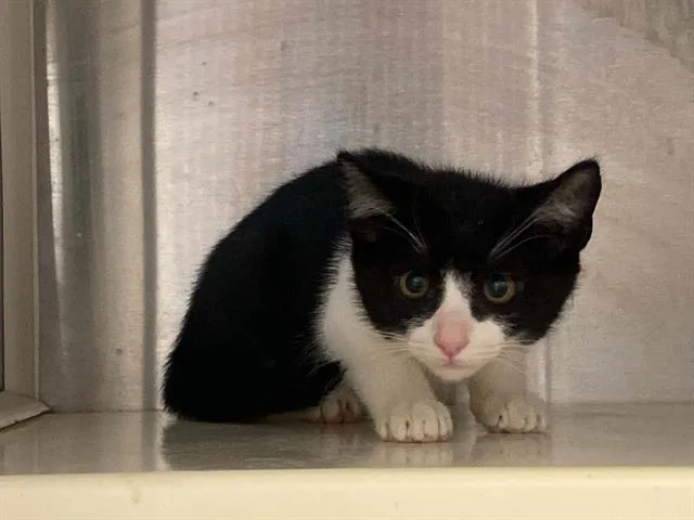 A baby small-sized female Domestic Short Hair cat named Geena for adoption in Tustin, CA
