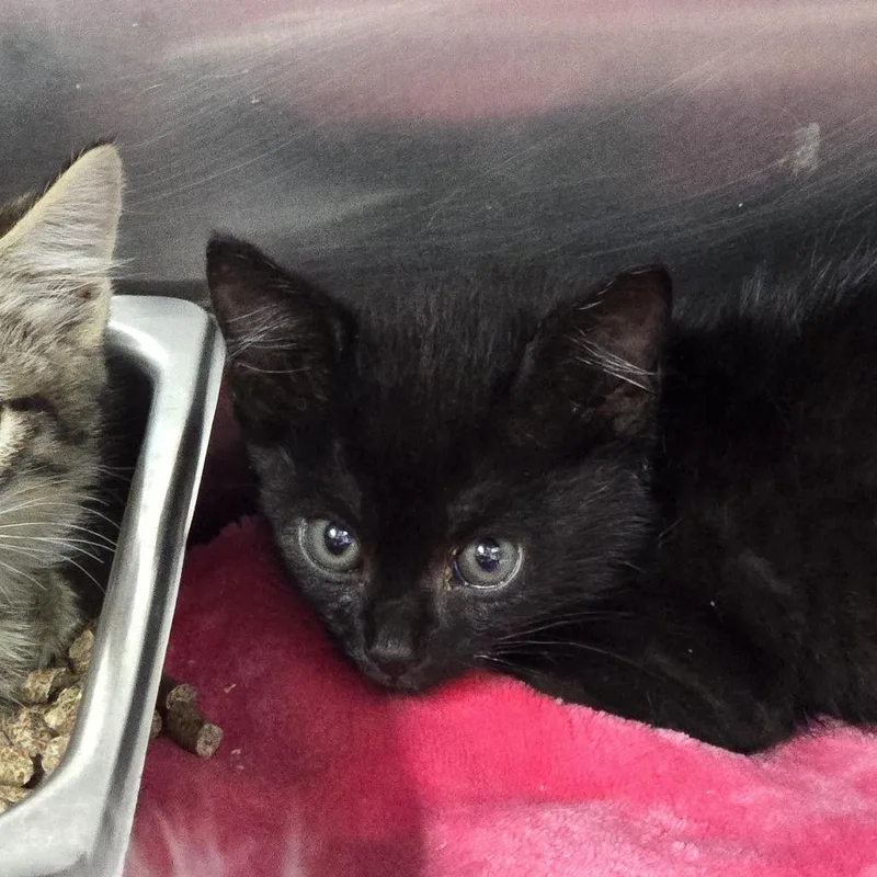 A young medium-sized female Black Domestic Short Hair cat named Tot for adoption in Prineville, OR